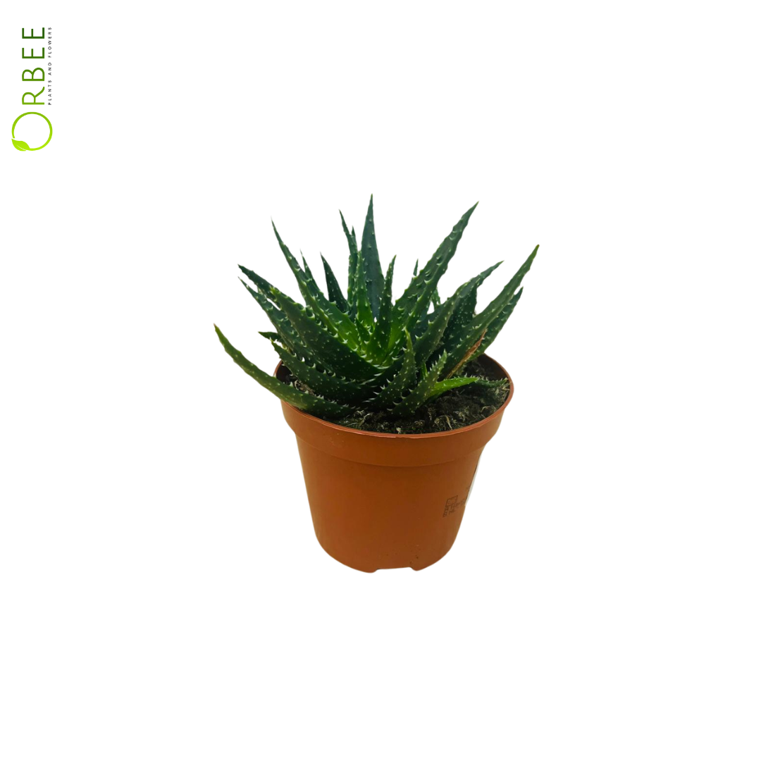Aloe Mix