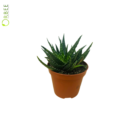 Aloe Mix