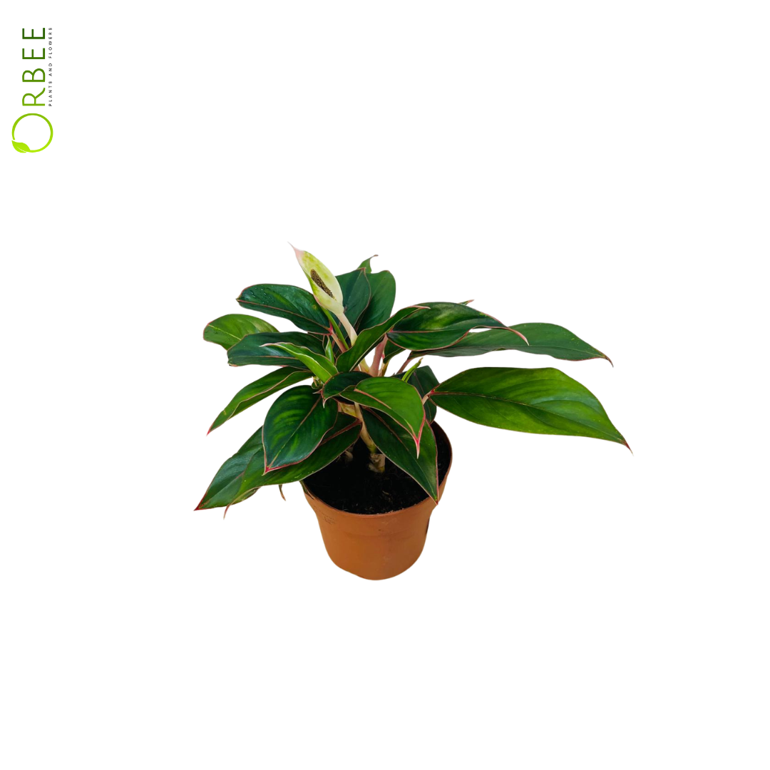 Aglaonema Rotundum Tiger