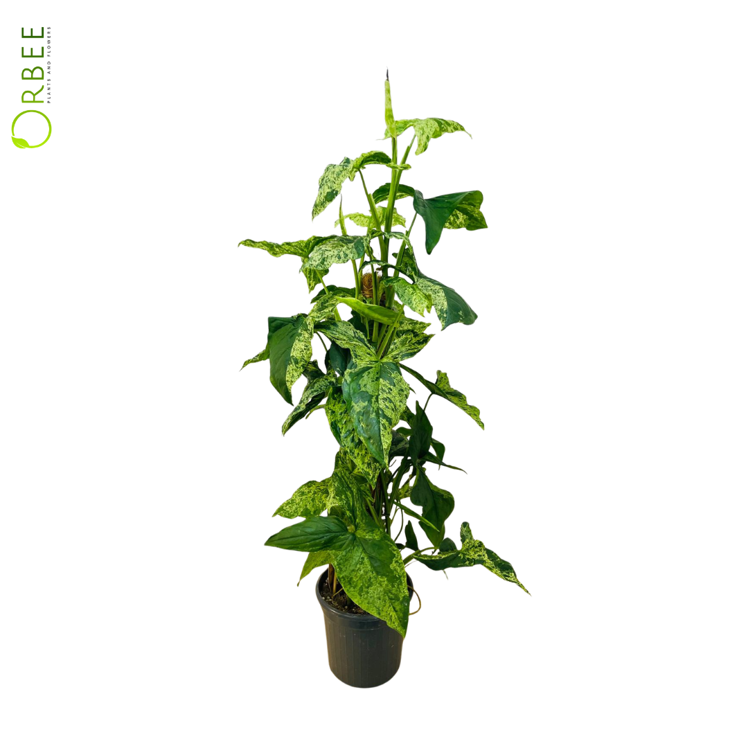 Syngonium Mottled Mosstok