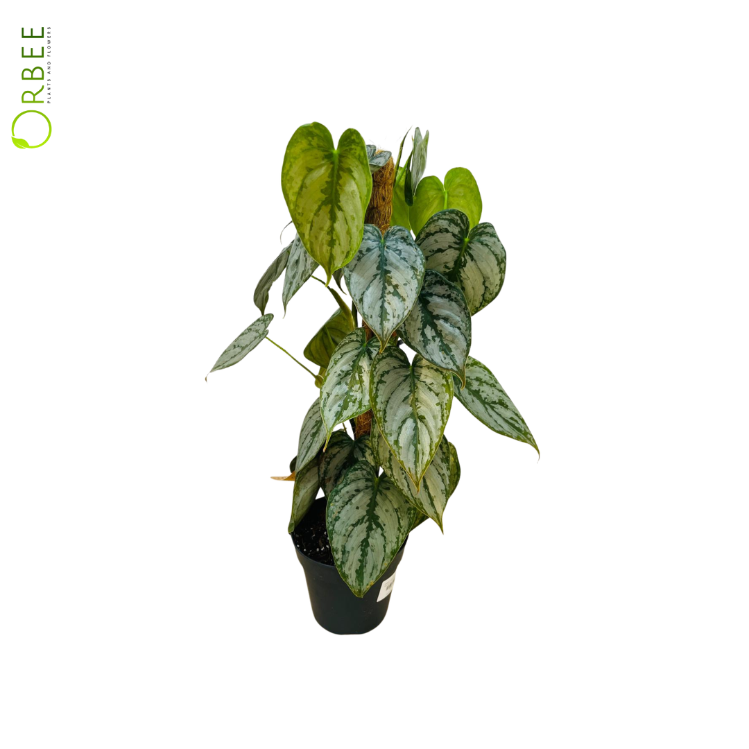Philodendron Brandtianum