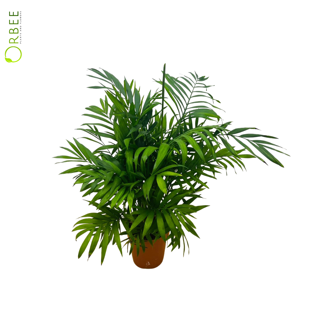 Areca palm