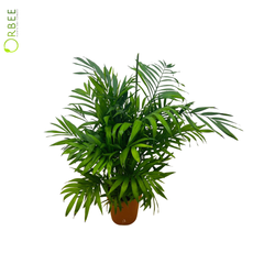 Areca palm