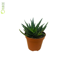 Aloe Mix