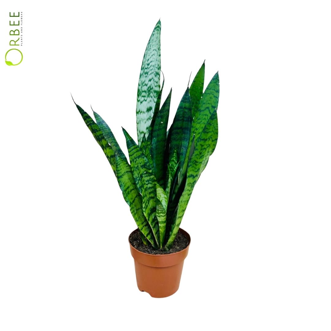 Sansevieria Black Coral