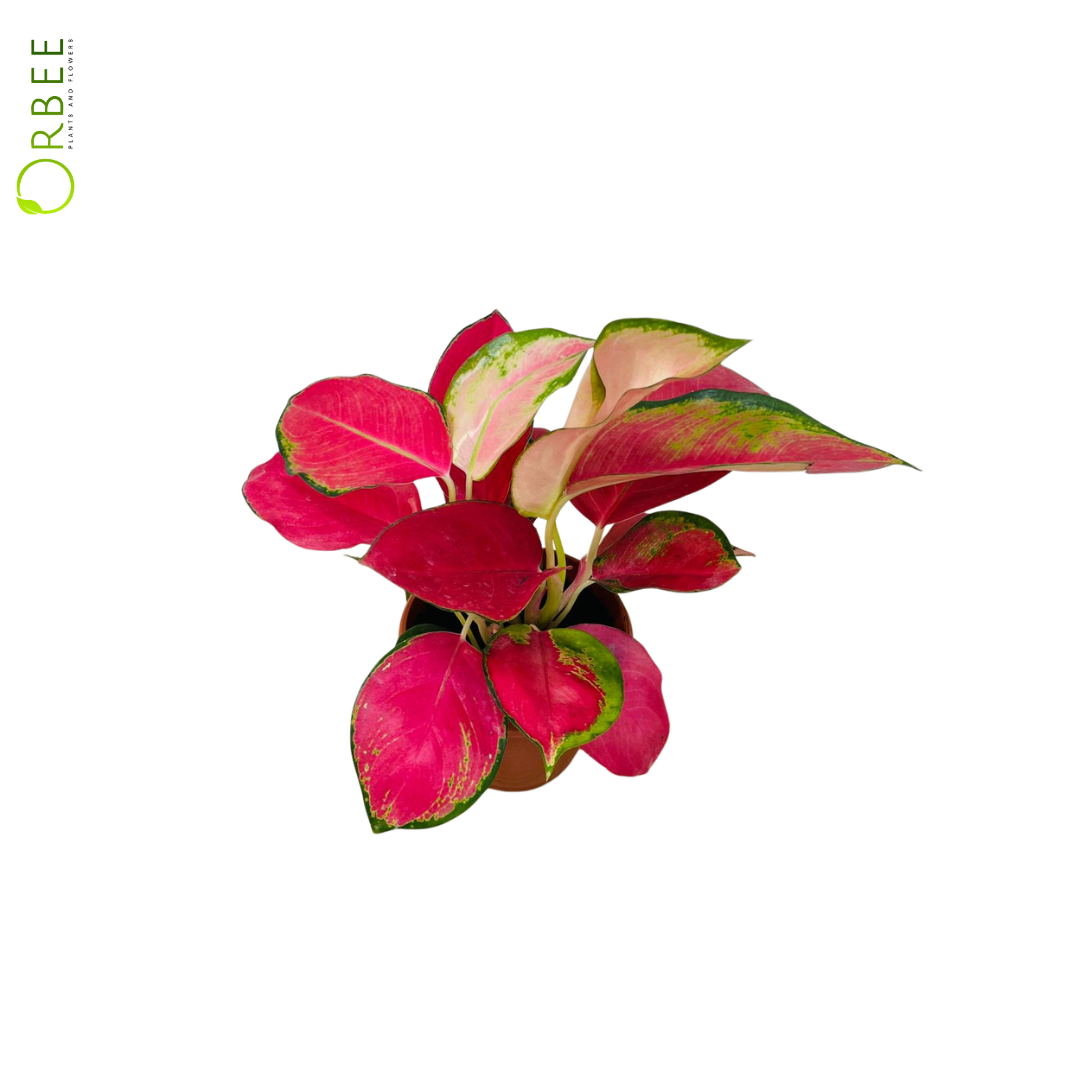 Aglaonema Mix
