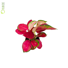 Aglaonema Mix