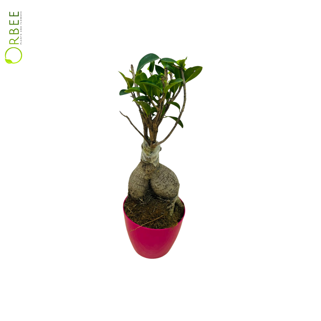 Ficus Ginseng