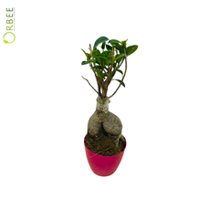 Ficus Ginseng