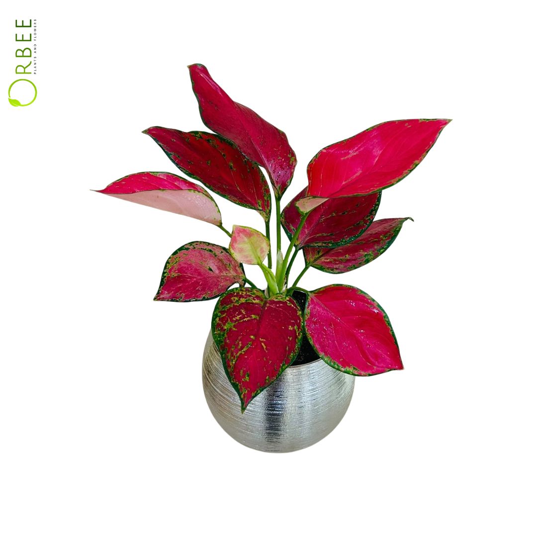 Aglanoema Red In Silver Planter