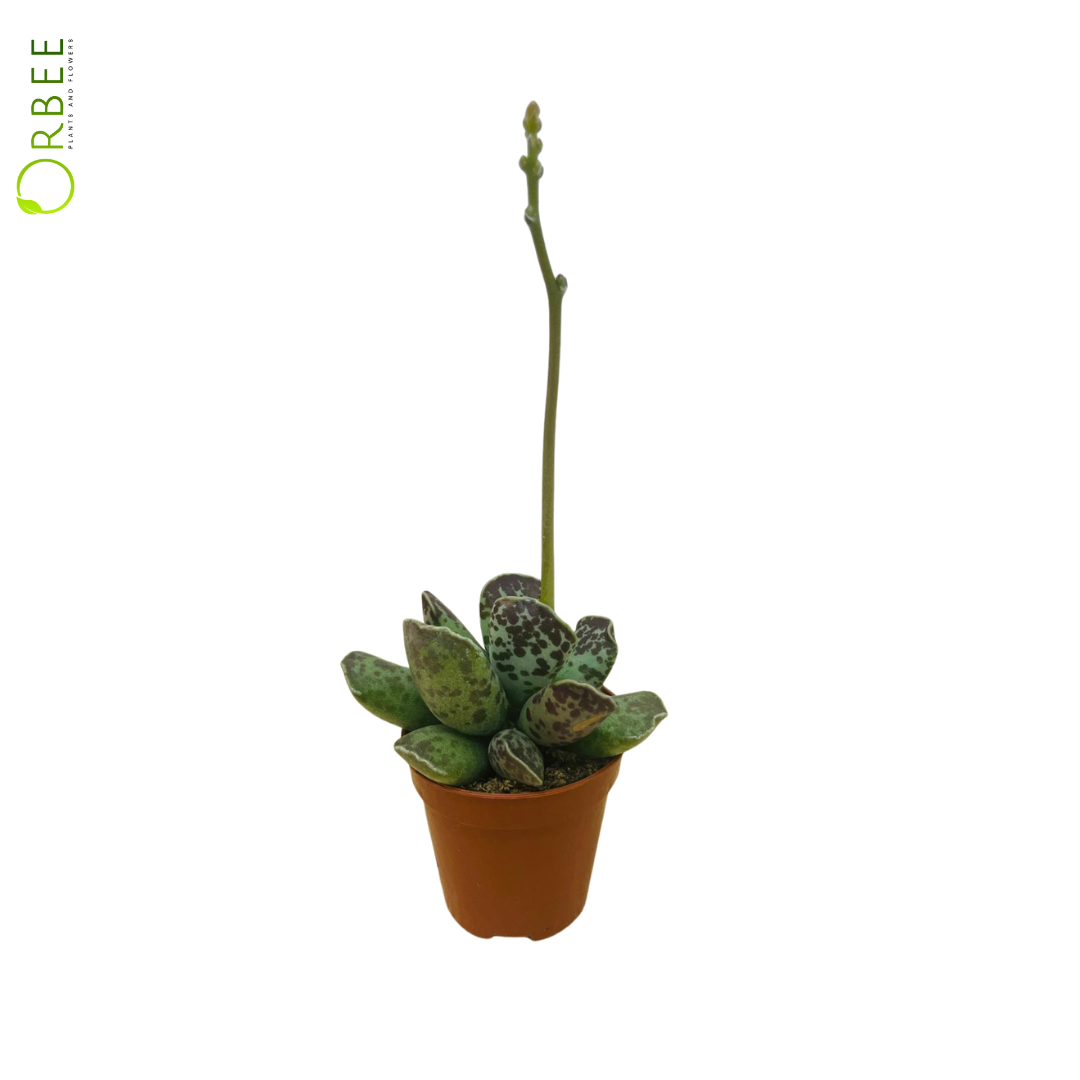 Adromischus