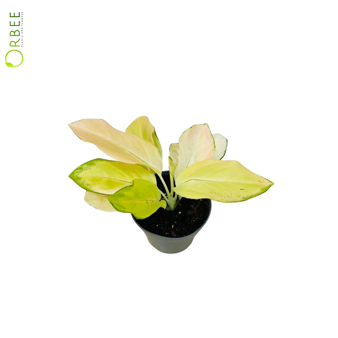 Aglaonema Super White