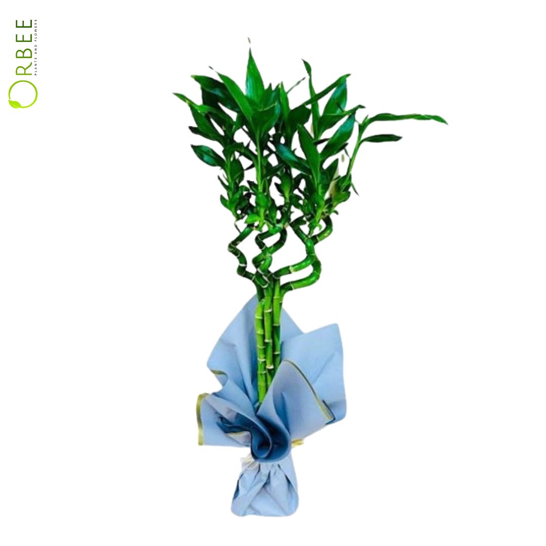 Lucky bamboo