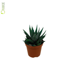Haworthia Universe