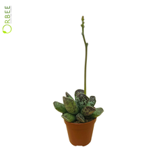 Adromischus