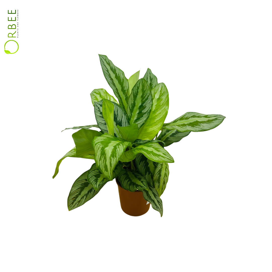 Calathea Silverstar