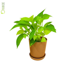 Epipremnum pinn. neon  With Plastic Pot
