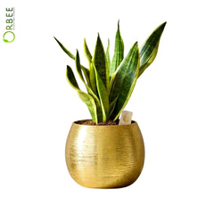 Snake Plant in Luxe Golden Planter