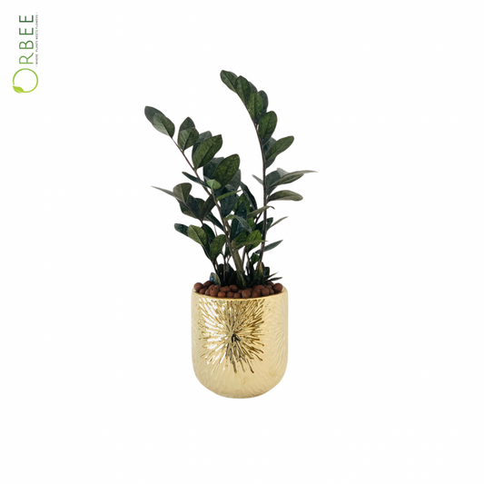 Zamioculcas Raven in Golden Pot