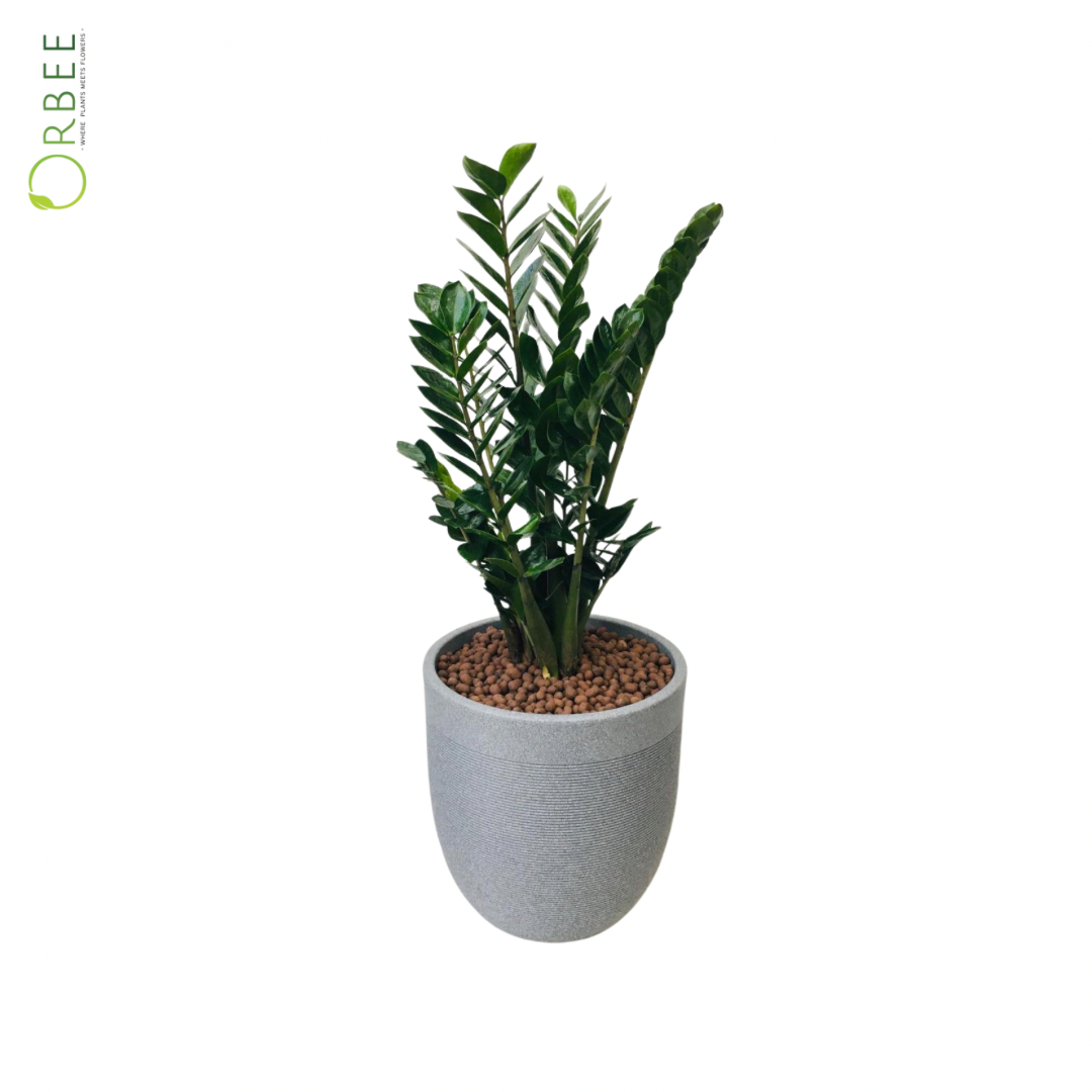 Zamioculcas Zamifolia in Grey Pot