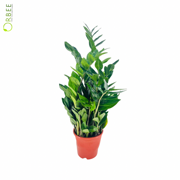 Zamioculcas Zamiifolia – orbeeflowers