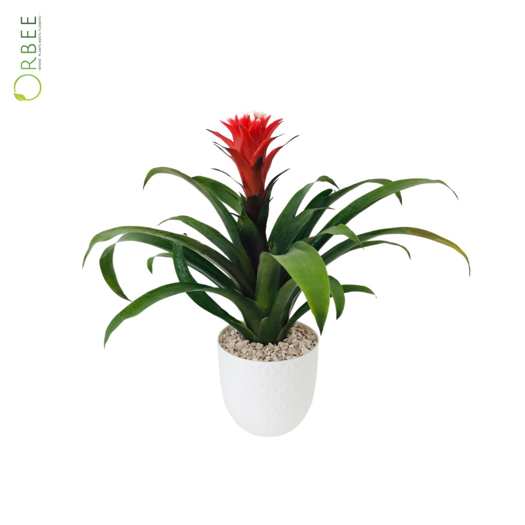 Guzmania Amoretto